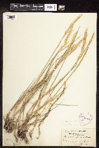 Elymus repens image