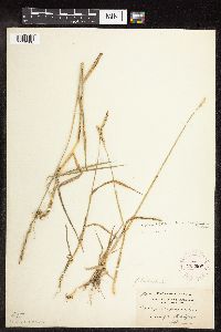 Elymus repens image