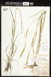 Elymus repens image