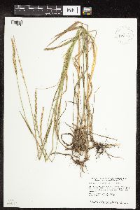 Elymus repens image