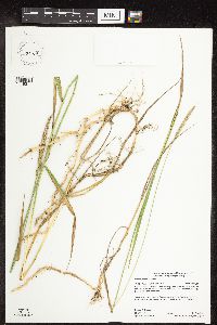 Elymus repens image