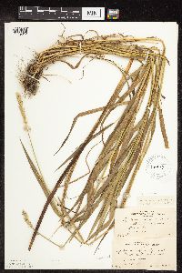 Elymus repens image