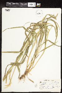 Elymus repens image