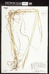 Elymus trachycaulus image