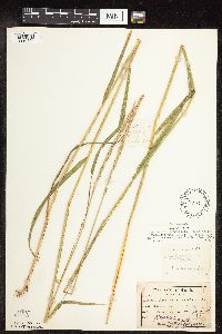 Elymus trachycaulus subsp. trachycaulus image