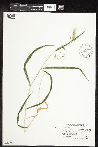 Elymus villosus image