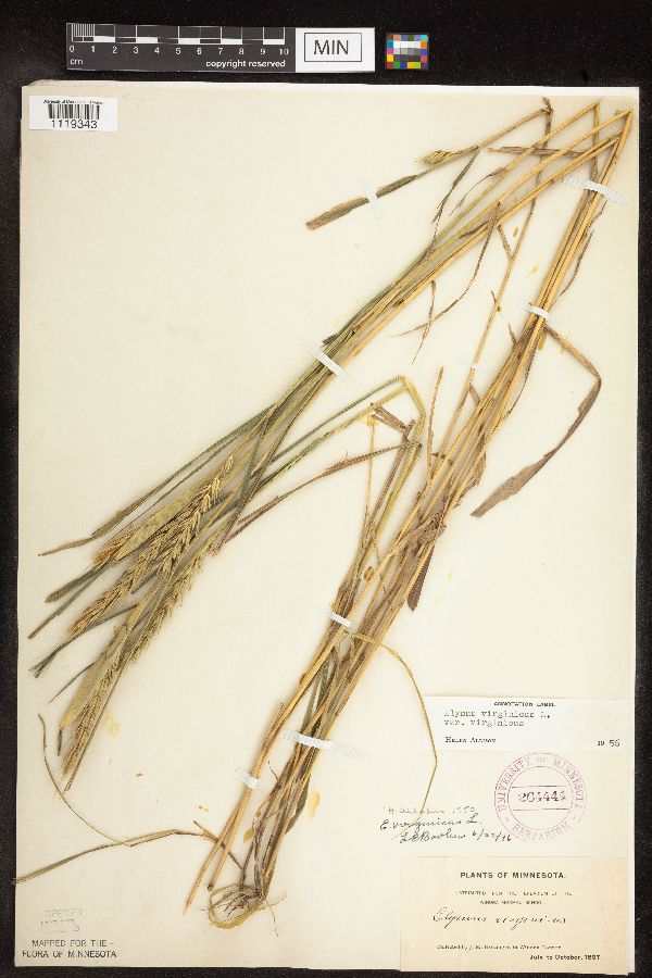 Elymus virginicus var. virginicus image