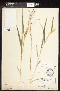 Elymus virginicus image