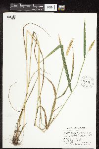 Elymus virginicus image