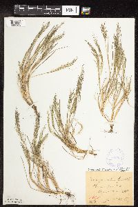 Eragrostis frankii image