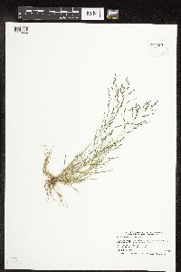 Eragrostis pectinacea image