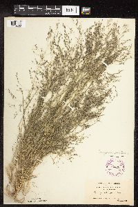 Eragrostis pectinacea image