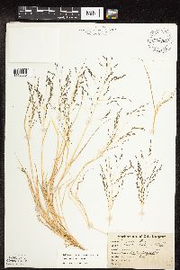 Eragrostis pectinacea image