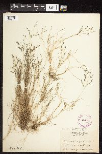 Eragrostis pectinacea image