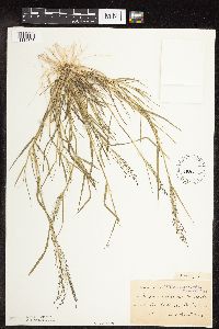 Eragrostis pectinacea image