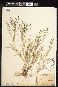 Eragrostis pectinacea image