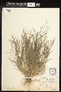 Eragrostis pectinacea image