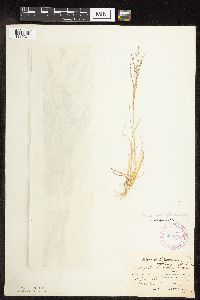 Eragrostis pectinacea image