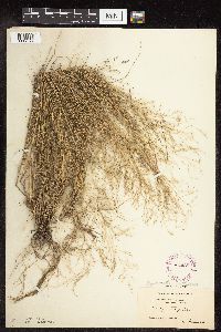 Eragrostis pectinacea image