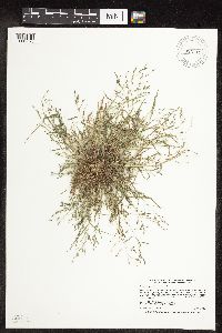 Eragrostis pectinacea image