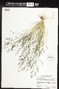 Eragrostis pectinacea image