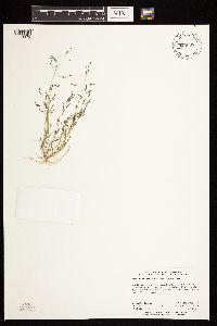 Eragrostis pectinacea image