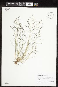 Eragrostis pectinacea image