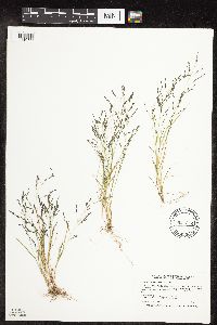 Eragrostis pectinacea image