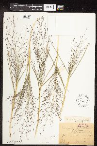 Eragrostis spectabilis image