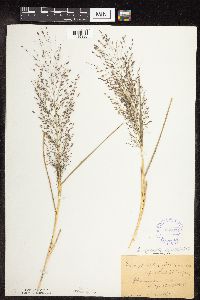 Eragrostis spectabilis image