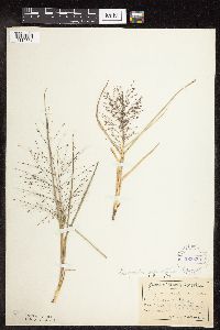 thumbnail image of current specimen