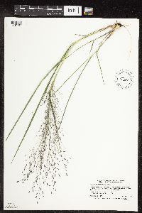 Eragrostis spectabilis image