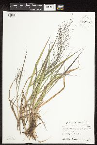 Eragrostis spectabilis image