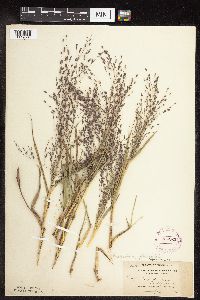 Eragrostis spectabilis image