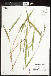 Eriochloa villosa image