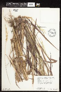 Eriochloa villosa image