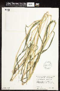 Eriochloa villosa image