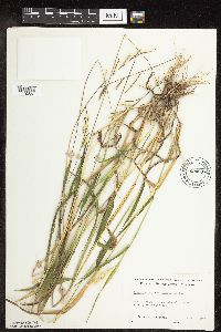 Eriochloa villosa image