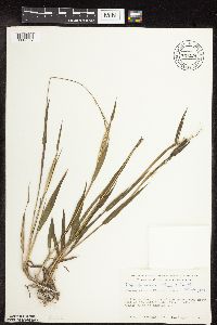 Thumbnail image of current specimen