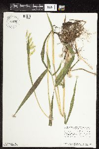 thumbnail image of current specimen