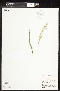 Eriochloa villosa image