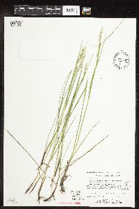 Festuca rubra image