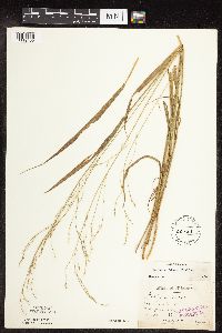 Festuca subverticillata image