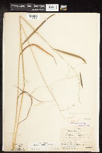 Festuca subverticillata image