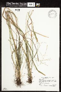 Festuca subverticillata image