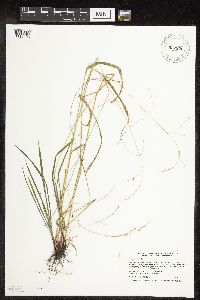 Festuca subverticillata image
