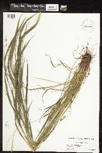 Festuca subverticillata image