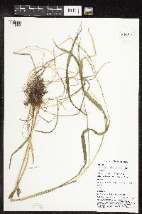 Festuca subverticillata image
