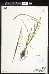 Festuca subverticillata image