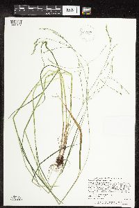 Festuca subverticillata image